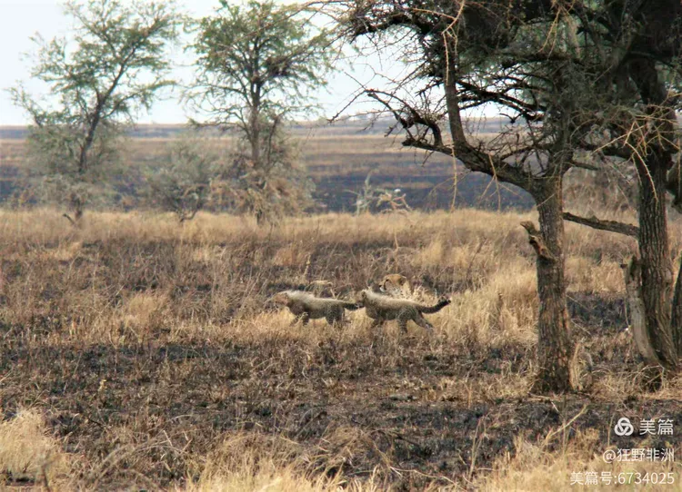 野生动物的天堂—塞伦盖蒂
